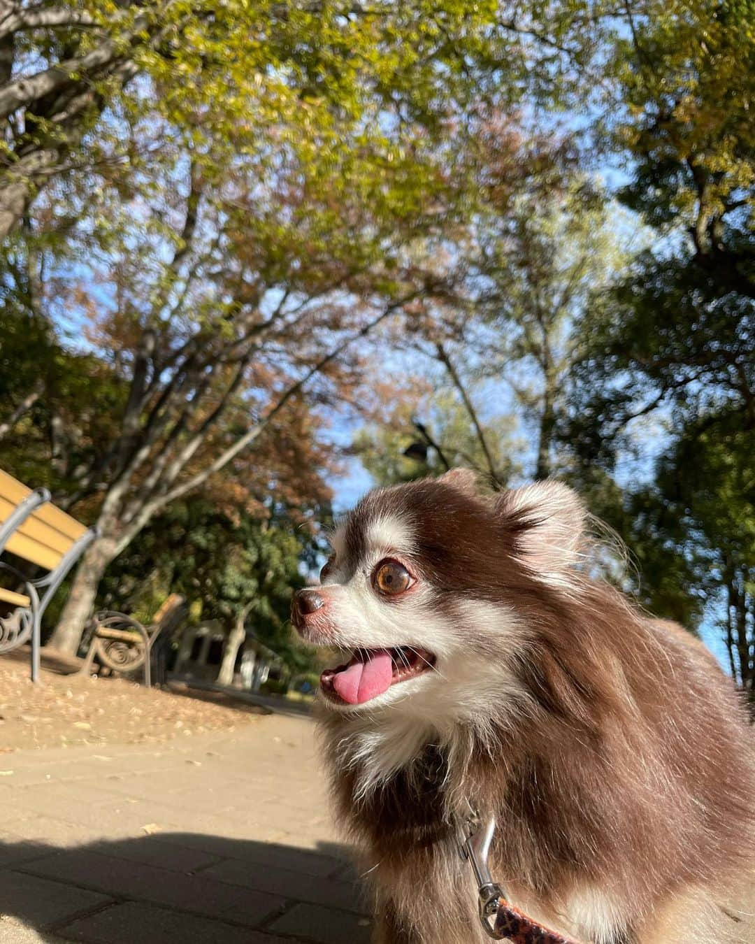 久保田秀敏さんのインスタグラム写真 - (久保田秀敏Instagram)「秋晴れの日🍂 ・ ・ ・ ちょっと遠出して ピクニック気分。 ・ ・ ・ 秋の澄んだ空気に エルさんも気持ち良さそう🐶 ・ ・ ・ そんな小さな幸せが 大きな幸せ🧺  #犬 #イッヌ  #いぬすたぐらむ  #犬スタグラム  #犬のいる暮らし  #dog #チワワ #chihuahua  #チョコタンチワワ」11月16日 14時03分 - hidetoshi_kubota