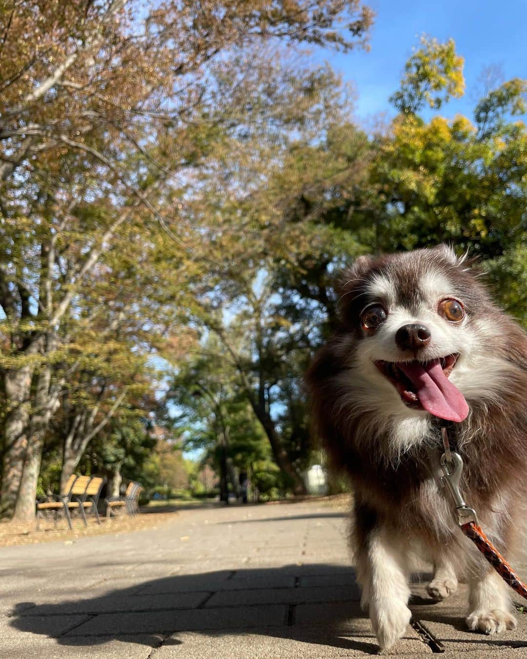 久保田秀敏さんのインスタグラム写真 - (久保田秀敏Instagram)「秋晴れの日🍂 ・ ・ ・ ちょっと遠出して ピクニック気分。 ・ ・ ・ 秋の澄んだ空気に エルさんも気持ち良さそう🐶 ・ ・ ・ そんな小さな幸せが 大きな幸せ🧺  #犬 #イッヌ  #いぬすたぐらむ  #犬スタグラム  #犬のいる暮らし  #dog #チワワ #chihuahua  #チョコタンチワワ」11月16日 14時03分 - hidetoshi_kubota