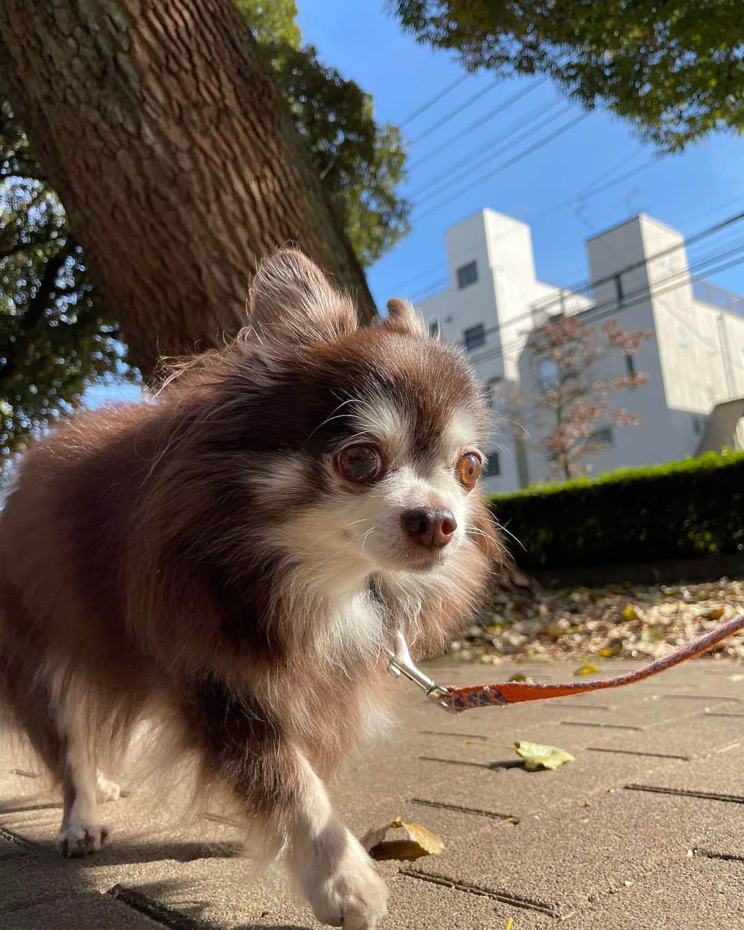 久保田秀敏さんのインスタグラム写真 - (久保田秀敏Instagram)「秋晴れの日🍂 ・ ・ ・ ちょっと遠出して ピクニック気分。 ・ ・ ・ 秋の澄んだ空気に エルさんも気持ち良さそう🐶 ・ ・ ・ そんな小さな幸せが 大きな幸せ🧺  #犬 #イッヌ  #いぬすたぐらむ  #犬スタグラム  #犬のいる暮らし  #dog #チワワ #chihuahua  #チョコタンチワワ」11月16日 14時03分 - hidetoshi_kubota