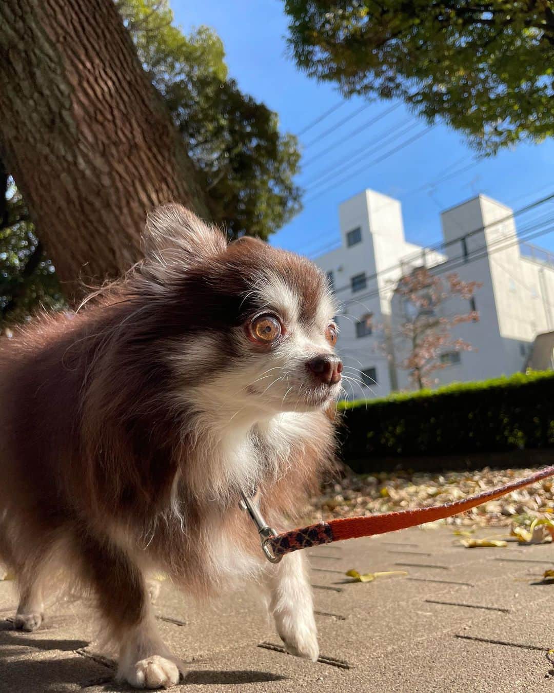 久保田秀敏さんのインスタグラム写真 - (久保田秀敏Instagram)「秋晴れの日🍂 ・ ・ ・ ちょっと遠出して ピクニック気分。 ・ ・ ・ 秋の澄んだ空気に エルさんも気持ち良さそう🐶 ・ ・ ・ そんな小さな幸せが 大きな幸せ🧺  #犬 #イッヌ  #いぬすたぐらむ  #犬スタグラム  #犬のいる暮らし  #dog #チワワ #chihuahua  #チョコタンチワワ」11月16日 14時03分 - hidetoshi_kubota