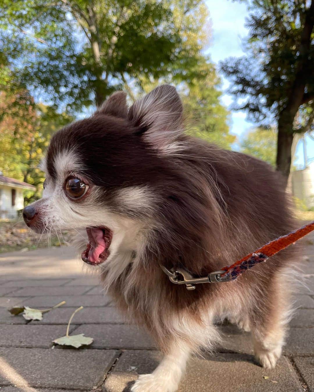 久保田秀敏さんのインスタグラム写真 - (久保田秀敏Instagram)「秋晴れの日🍂 ・ ・ ・ ちょっと遠出して ピクニック気分。 ・ ・ ・ 秋の澄んだ空気に エルさんも気持ち良さそう🐶 ・ ・ ・ そんな小さな幸せが 大きな幸せ🧺  #犬 #イッヌ  #いぬすたぐらむ  #犬スタグラム  #犬のいる暮らし  #dog #チワワ #chihuahua  #チョコタンチワワ」11月16日 14時03分 - hidetoshi_kubota