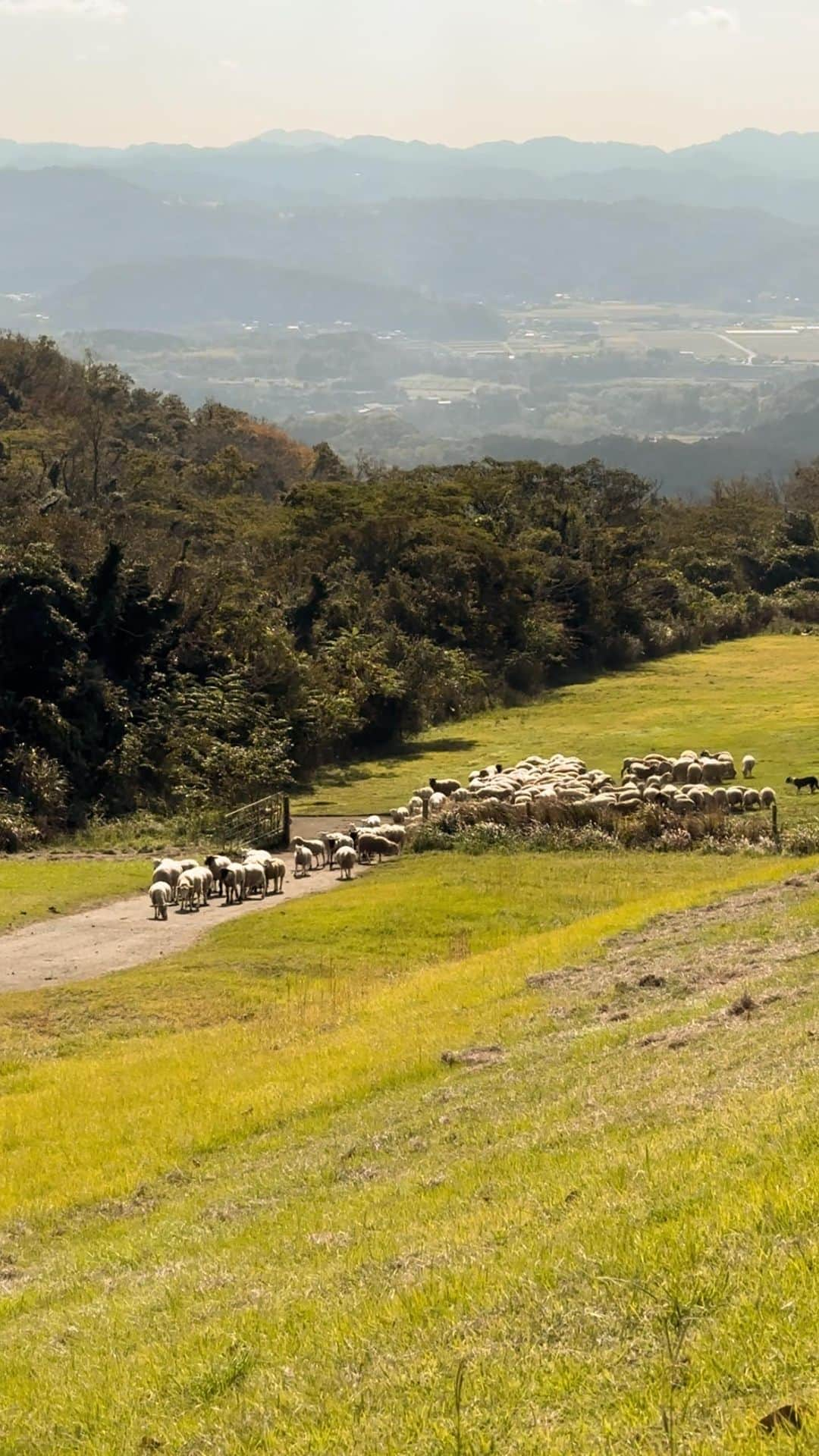 長谷川あやのインスタグラム：「・ 初のマザー牧場🐏🤍  シープドッグショー 可愛すぎまして、、、🥺🫰  #マザー牧場#シープドッグショー」