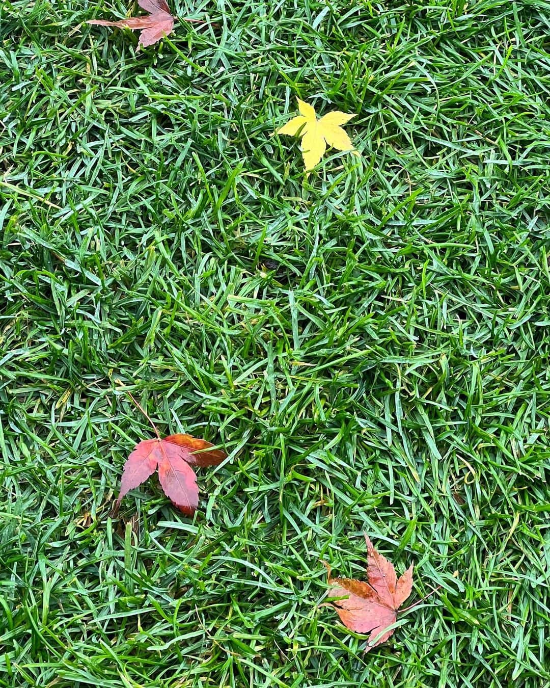 シム・ジホのインスタグラム：「. . 가을 어디갔니..🍁🍂」