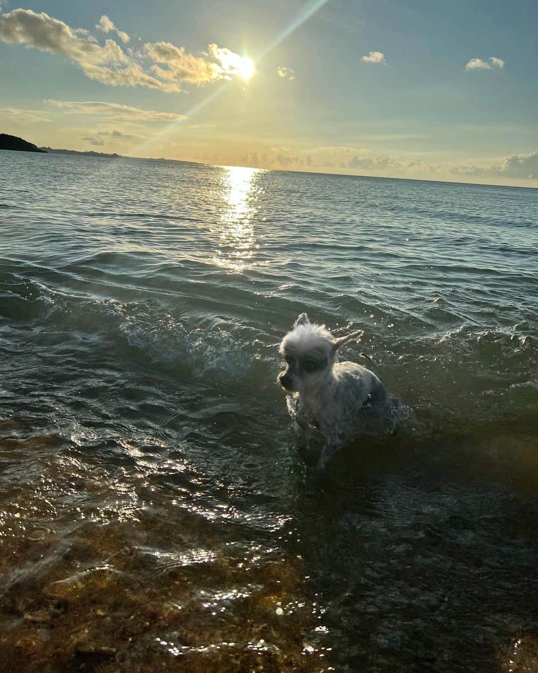 武田静加さんのインスタグラム写真 - (武田静加Instagram)「⁡ ⁡ ⁡ 𝐌𝐞𝐦𝐨𝐫𝐲📘✨ ⁡ ⁡ ⁡ #沖縄#okinawa#犬のいる暮らし」11月16日 15時49分 - takedashizuka0517