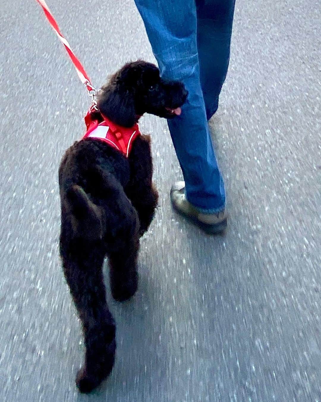 遠藤憲一さんのインスタグラム写真 - (遠藤憲一Instagram)「保護犬に会ってきました」11月16日 15時52分 - enken.enstower