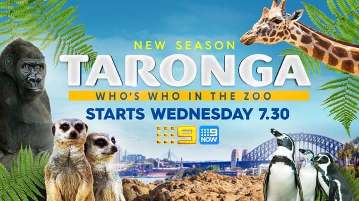 タロンガ動物園のインスタグラム：「Guess who's back! 😀🦒  Taronga: Who's Who in the Zoo is back for a fourth incredible season! 🙌🙌  Airing Wednesday, November 22, at 7.30pm on @channel9 this season will deliver unparalleled glimpse into the day-to-day operations of two of Taronga Zoo in Sydney and @tarongawesternplainszoo.   Catch up on the last three seasons and follow-up episodes via our Taronga Documentary hub via our link in bio ☝️」