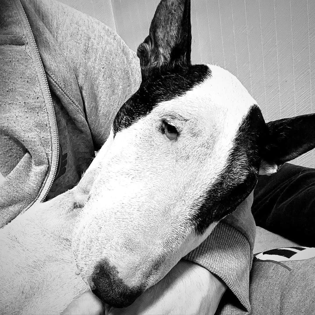 Q太郎さんのインスタグラム写真 - (Q太郎Instagram)「#minituru#bull#terrier#minibullterrier#miniturubullterrier#dog#dogstagram#cute#qtaro#love#family#ミニチュア#ブルテリア#ミニチュアブルテリア#Q太郎」11月16日 16時09分 - qtaro.jun