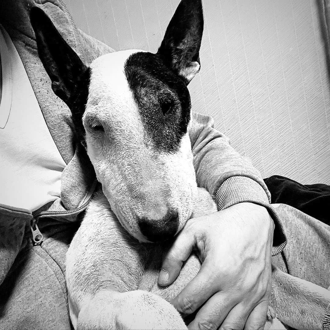 Q太郎さんのインスタグラム写真 - (Q太郎Instagram)「#minituru#bull#terrier#minibullterrier#miniturubullterrier#dog#dogstagram#cute#qtaro#love#family#ミニチュア#ブルテリア#ミニチュアブルテリア#Q太郎」11月16日 16時09分 - qtaro.jun