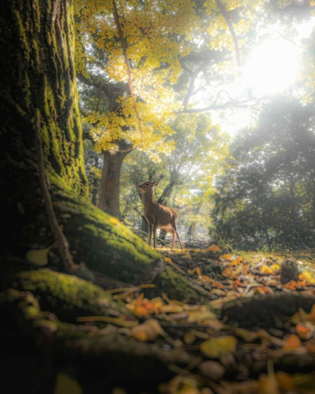 東京カメラ部公式のインスタグラム