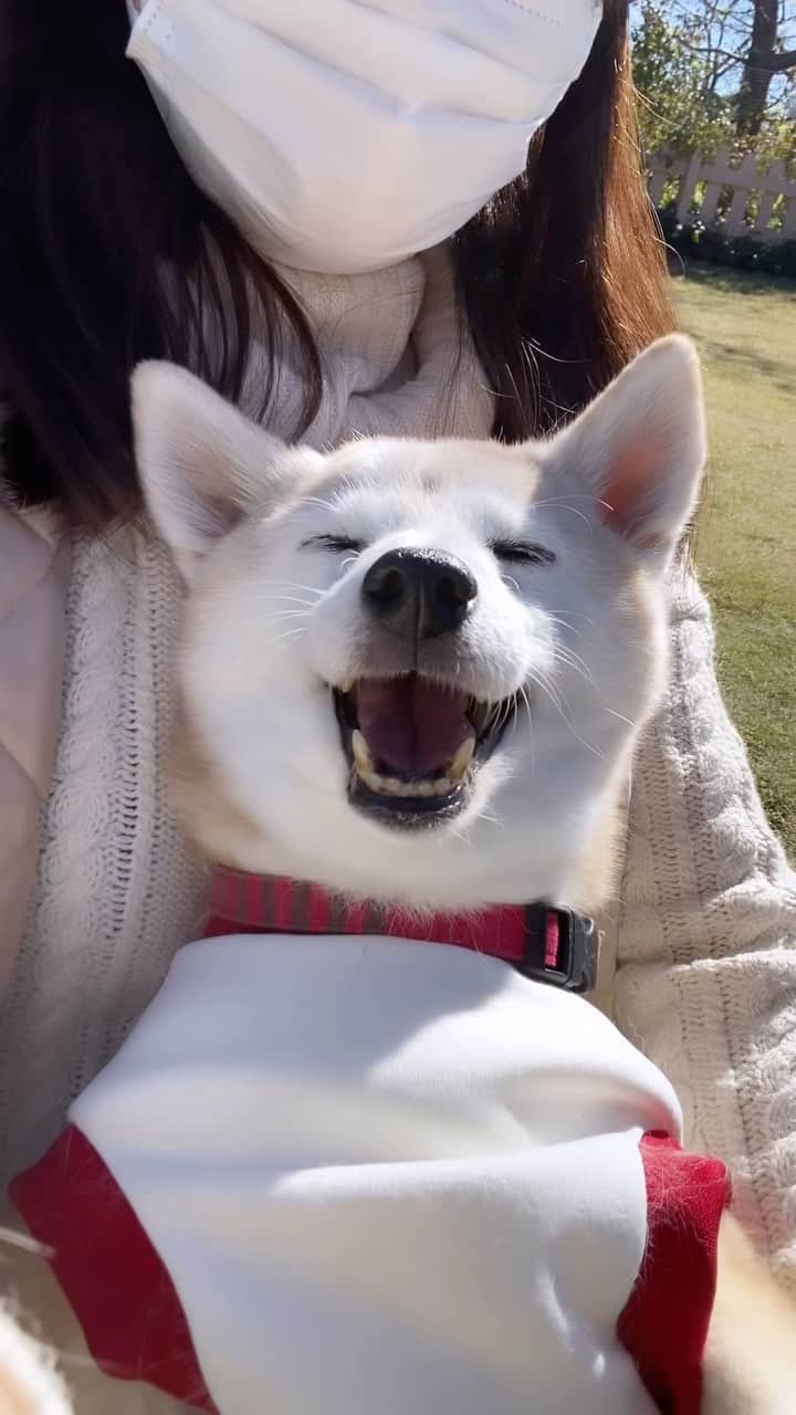 柴犬 けんしろう ゆりあのインスタグラム