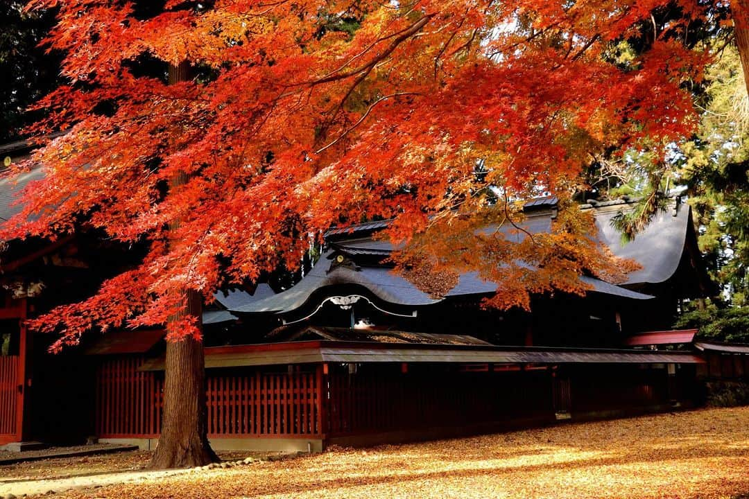 福島県さんのインスタグラム写真 - (福島県Instagram)「【八槻都々古別（やつきつつこわけ）神社の紅葉［棚倉町］】  棚倉町にある八槻都々古別神社は、日本武尊（やまとたけるのみこと）が｢東国｣の大将を討った際、守護として現れた三神が建鉾山（たてほこやま）より箭（矢）を放ち、箭の着いた場所を箭津幾(やつき)として創建したのがはじまりとされています。  赤色の拝殿周りをうっそうと茂る木々が囲んでいて、秋が訪れると拝殿周辺の紅葉が色づき、重なる赤がより華やかで荘厳な美しさを見せてくれます。  ぜひこの秋は八槻都々古別神社の紅葉を見に行ってみてくださいね。  ※写真は過去に撮影したものです。紅葉の状況については、ご確認の上お出かけください。  #八槻都々古別神社 #紅葉 #紅葉狩り #棚倉町 #福島県 #tanaguratown #fukushima #RealizeFukushima #NotADreamFukushima #ひとつひとつ実現するふくしま」11月16日 17時00分 - realize_fukushima