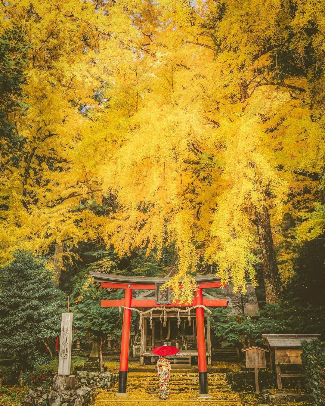 旅行メディア・じゃらん〈公式〉のインスタグラム：「#岩戸落葉神社 境内に樹齢350年以上のイチョウの巨木が植えられ、黄葉と赤い鳥居のコラボが見どころのひとつ。例年の紅葉の見頃は、11月中旬から11月下旬です。 . . ━━━━━━━━━━━━━━━ 📍 京都府「岩戸落葉神社」 📷 @lulu_camera 📅 2022.11 ━━━━━━━━━━━━━━━ . . #jalan_travel　をつけていただいた中からpick upしました 素敵なお写真をありがとうございました┈✈︎  .  . ☑ あらかじめ最新情報をご確認の上、お出かけください。 ☑ #jalan_travel をつけて、ぜひ今までの旅行先の思い出写真を投稿してください。このアカウントでご紹介させていただきます。(じゃらんニュースでも紹介される可能性があります） . . . . . . #いつか行きたい #じゃらん #観光 #観光地 #観光スポット #旅行 #旅行好きな人と繋がりたい #旅行好き  #japantravelphoto #japantrip #japantravel #国内旅行 #絶景 #絶景スポット #誰かに見せたい景色 #誰かに見せたい風景 #京都 #京都観光 #京都旅行 #kyoto」