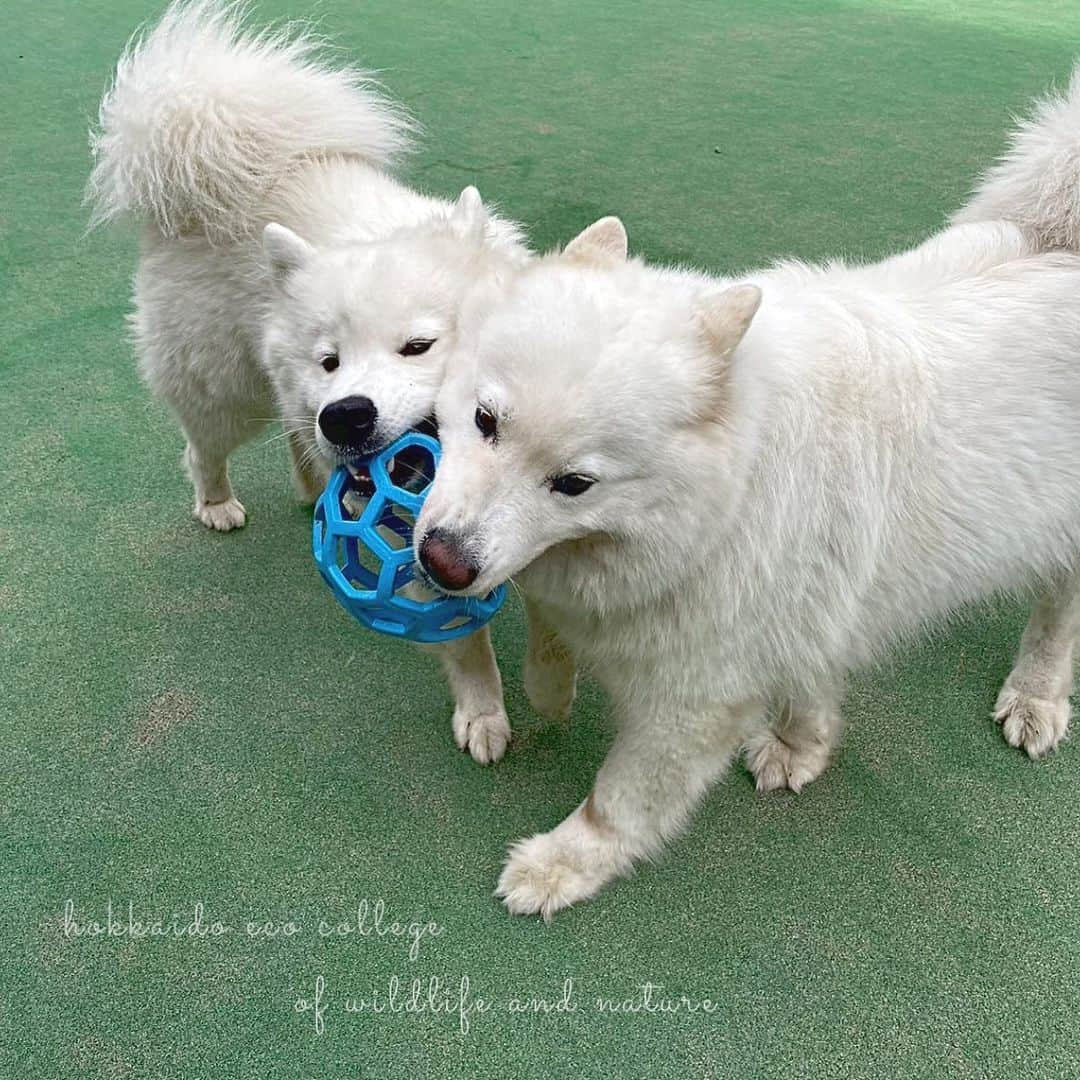 hokkaidoecoさんのインスタグラム写真 - (hokkaidoecoInstagram)「サクラとベア🐾  #北海道エコ #動物 #専門学校 #動物専門学校 #動物好きな人と繋がりたい #北海道エコ動物自然専門学校 #動物のいる暮らし #animals #animalphotography #いぬ #いぬすたぐらむ #犬 #サモエド #サモエドのいる暮らし #サモエド親子 #サモエド犬 #samoyed  #わんこすたぐらむ  #わんこのいる生活  #わんこのいる暮らし  #わんこ部  #いぬ部」11月16日 16時56分 - hokkaidoeco