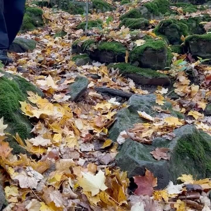 エルビス・ストイコのインスタグラム：「On October 29th, I joined @baffinworldwide’s Senior Vice President of Commercial, Mark Hubner, on a side trail hike as he works to complete an end-to-end journey of the Bruce Trail. 🌲👣 This ambitious quest is a testament to Baffin’s dedication and passion for exploring the great outdoors and pushing the boundaries of gear performance. Thank you Mark for inviting me to partake in this exciting chapter in the Baffin story – It was a great day and a memorable experience! ‌」