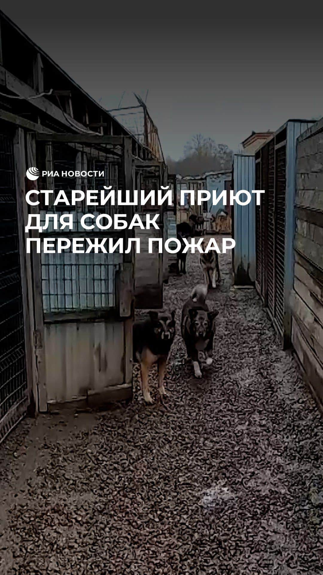 RIAノーボスチのインスタグラム：「Один из старейших приютов в России в августе пережил страшный пожар. Огонь повредил территорию и унес жизни четырех питомцев. Но даже после этого «Ильинка» не останавливает свою работу. Волонтеры понемногу восстанавливают приют и продолжают пристраивать собак, но дополнительная помощь не помешает」