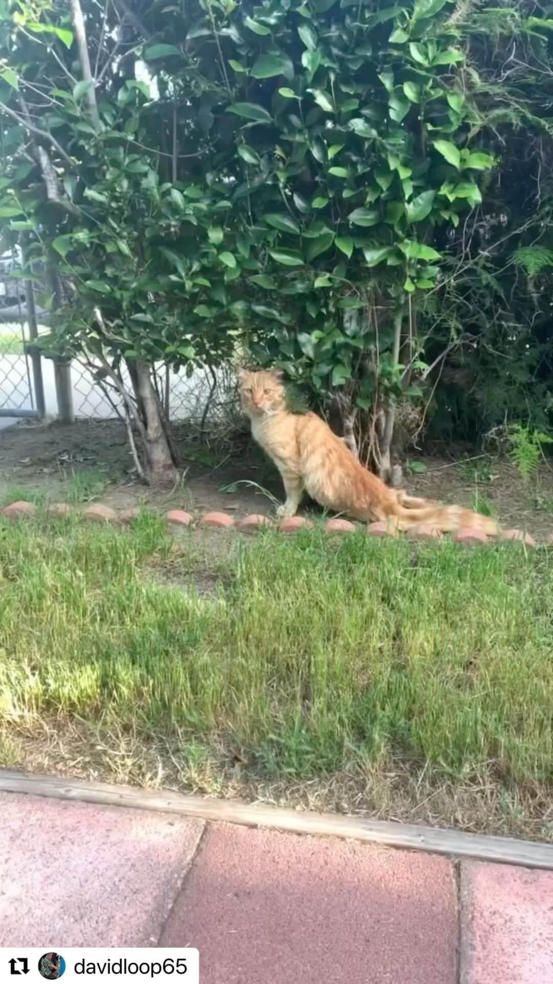 クラウディア・ジョーダンのインスタグラム：「First of all… what 🍆 head shot a cat with a pellet gun?? Secondly these people are saints for taking the time to save this cat’s life and I’m here for them!! Peep this miracle and look what kindness and empathy can accomplish! #RealTears 🥲」