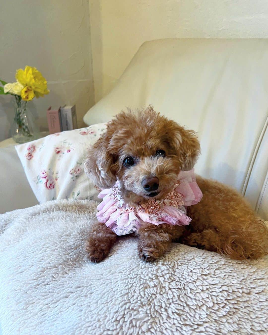 五位渕のぞみのインスタグラム：「#LEAandRIO のわんちゃん用の アクセサリーの「チョーカー」🐶🌸✨ @lea.and.rio  ㅤㅤㅤㅤㅤㅤㅤㅤㅤ 楽天市場でgetしたよー✨✨ @rakuten_official  ㅤㅤㅤㅤ ㅤㅤㅤㅤㅤㅤㅤㅤㅤ 🩵 #LEAandRIO 🩵 《ペット用》チョーカー ▫️首回り Sサイズ 20~23 Mサイズ 26~30 Lサイズ 28~34 ▫️幅：6cm ▫️色：ピンク ㅤㅤㅤㅤㅤㅤㅤㅤㅤ まるこはSサイズにしたよー❣️ ㅤㅤㅤㅤㅤㅤㅤㅤㅤ ハンドメイド作りらしい（^人^）💓💓 質も良いし、手触りもよいので つけても気にしてるそぶりがなくて嬉しい☺️ ㅤㅤㅤㅤㅤㅤㅤㅤㅤ お洋服なしでもおしゃれになるよ🥰❤️ ㅤㅤㅤㅤㅤㅤㅤㅤㅤ ㅤㅤㅤㅤㅤㅤㅤㅤㅤ ㅤㅤㅤㅤㅤㅤㅤㅤㅤ ㅤㅤㅤㅤㅤㅤㅤㅤㅤ ㅤㅤㅤㅤㅤㅤㅤㅤㅤ ㅤㅤㅤㅤㅤㅤㅤㅤㅤ  #PR @lea.and.rio #LEAandRIO #楽天市場 #犬との暮らし #犬服」
