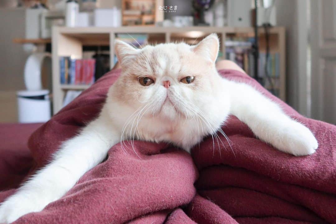 むじさまさんのインスタグラム写真 - (むじさまInstagram)「อุ๋งๆ 🦭」11月16日 19時17分 - mujisama