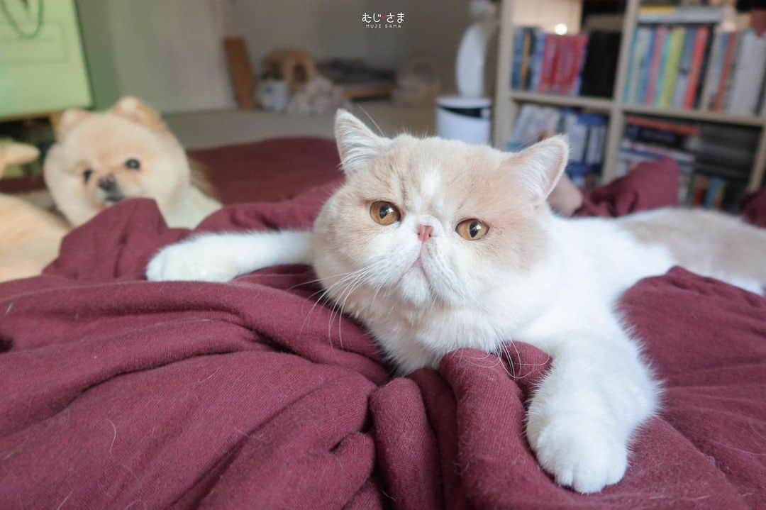 むじさまさんのインスタグラム写真 - (むじさまInstagram)「อุ๋งๆ 🦭」11月16日 19時17分 - mujisama