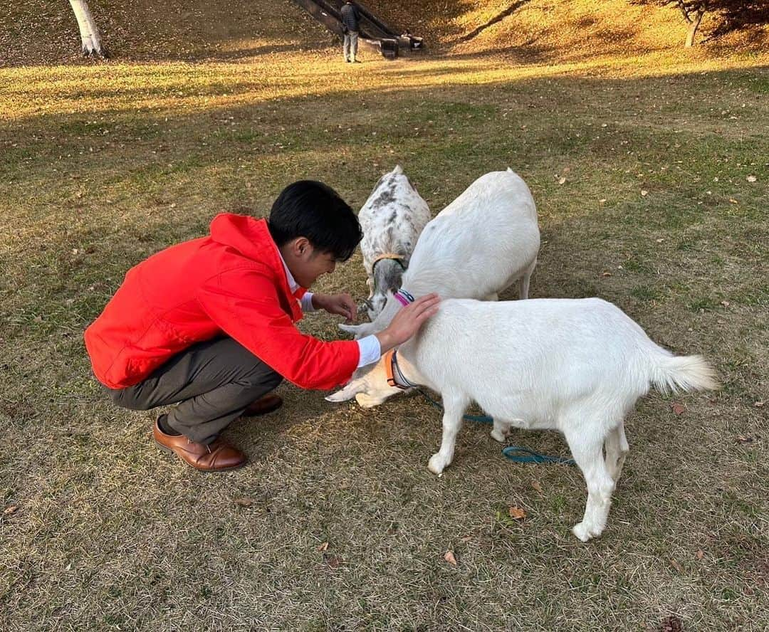 武隈光希さんのインスタグラム写真 - (武隈光希Instagram)「動物園じゃありません！ 〜オールインクルーシブホテル　『八ヶ岳ホテル風か』編〜 . . . 全部コミコミ1万円台で楽しめるホテル、第五弾！  こちらのホテルではなんとヤギを飼っていて、一緒にお散歩できるんです🐐 子供達もたくさん集まっていて本当に楽しそう！ 僕はどちらかというと散歩される側で、翻弄されていましたが😭  他にもライブキッチンがあり、夜は贅沢なフレンチ。 夕食後は焚き火の近くでくつろぎ、ゆっくりと星を眺められます！  また子供がおおきくなったら行きたいですね〜！！！  #オールインクルーシブ #ホテル風か #ヤギと散歩 #テレビ朝日 #アナウンサー #グッドモーニング #あらいーな」11月16日 19時21分 - mitsuki.takekuma_ex