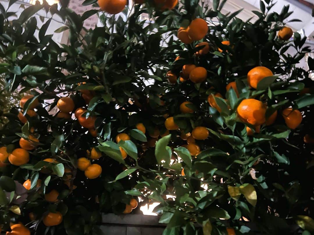 Kensho Onukiさんのインスタグラム写真 - (Kensho OnukiInstagram)「ご近所のミカンがご覧のとおりスズナリーー😊手を伸ばせばすぐさわれるところに！！いや〜試されるなー😅禁断の果実。しかし、豊作だねぇ。#世田谷の緑 #庭のミカン #大貫憲章チャリ散歩」11月16日 19時28分 - kensho_onuki