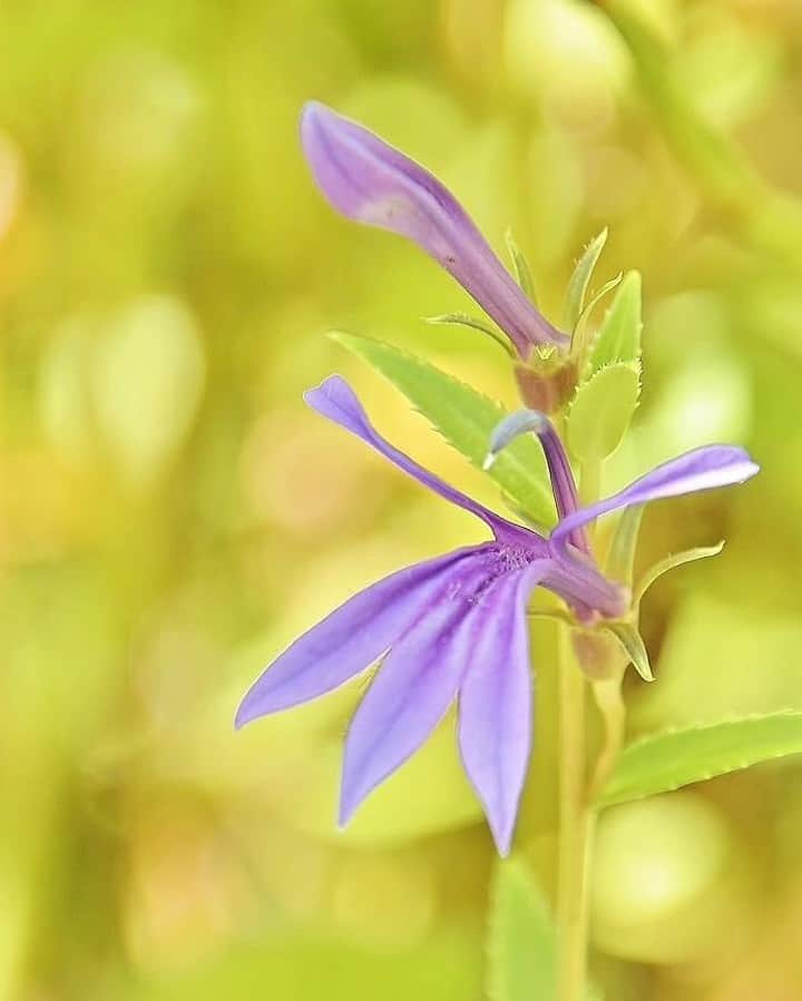 花の写真館のインスタグラム