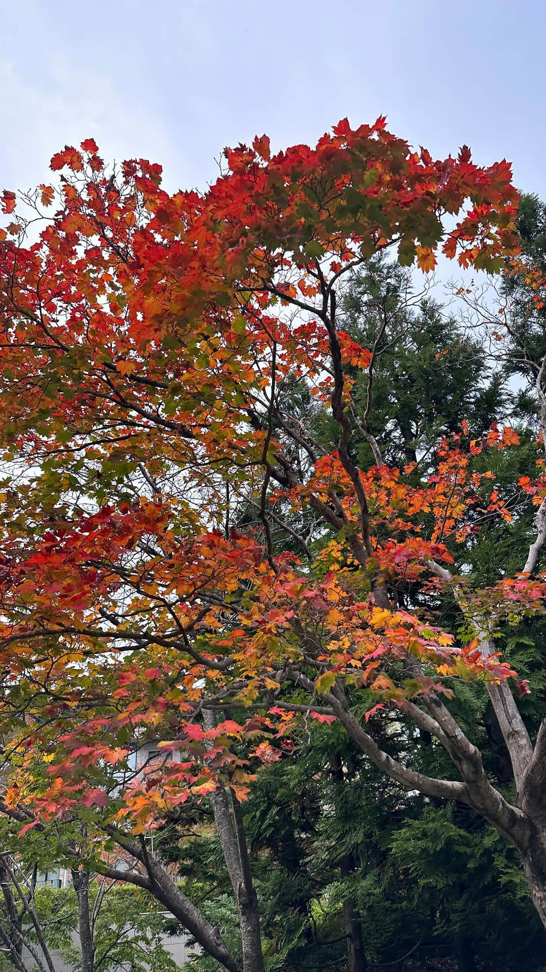 水田あゆみのインスタグラム：「エクシブ箱根離宮🍁  毎年感じるけど秋って短すぎるね🍂 こすけとこすけのご両親と箱根旅行してきました🫶  写真撮れないけど温泉がとっても最高でしたよ♨️ 心身ともにリラックス旅を最近は楽しんでいます。  ホテル内の鉄板焼きのご飯も美味しかったです☺️  #エクシブ箱根離宮」