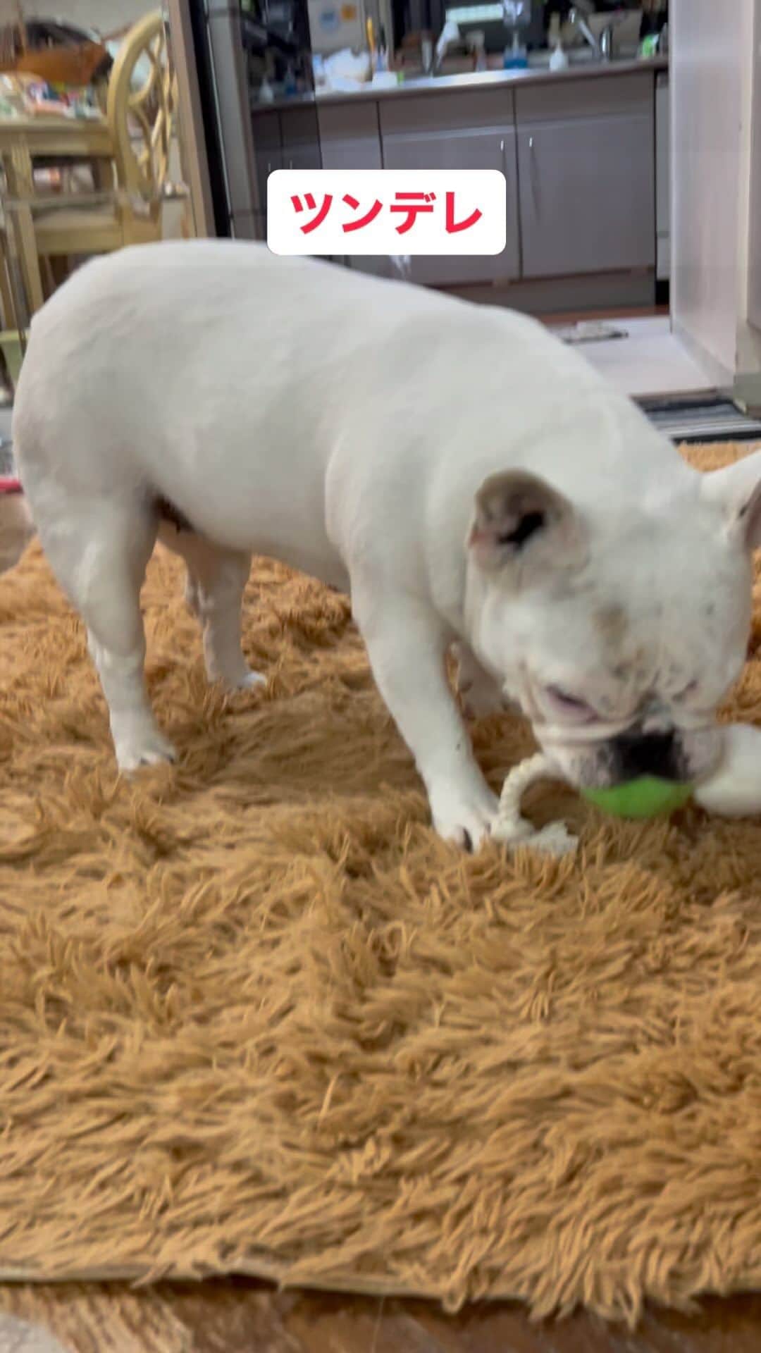 のインスタグラム：「嬉しいのにツンデレだね。 大っきい君はジラース状態。  #愛犬 #ツンデレ #襟巻き怪獣 #ジラース #フレブル #秋田犬」