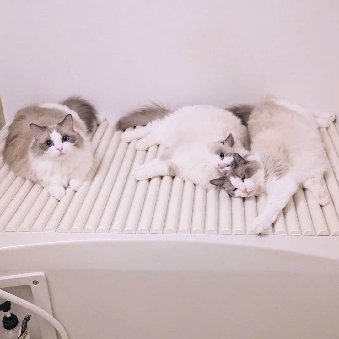 PECOねこ部さんのインスタグラム写真 - (PECOねこ部Instagram)「「集合場所はお風呂の蓋の上🥰」 ㅤㅤ 今回素敵な動画を提供してくださったのは… @cat_ame0412 さん（あめくん,ぷくくん,ぽぷりちゃん） 他にも素敵なお写真がたくさんあるので ぜひ遊びに行ってみてね♪ ㅤㅤ ㅤㅤ ㅤㅤ 〖 #ペコねこ部（ #pecoいぬ部 ） 〗をつけてご投稿いただくと PECOのSNSで楽しくご紹介させていただきます😋 フォロー&コメントお待ちしています✨ ㅤㅤ ㅤㅤ  ============================== @pecocats（ @pecodogs ）☚YouTubeでも可愛いワンニャン紹介中🐶💕 ==============================  #猫部 #ふわもこ部 #猫好きな人と繋がりたい #catstagram #catlover #냥스타그램 #캣스타그램   #冬がはじまるよ #冬の風物詩 #猫の定位置  #ラグドール」11月16日 19時40分 - pecocats