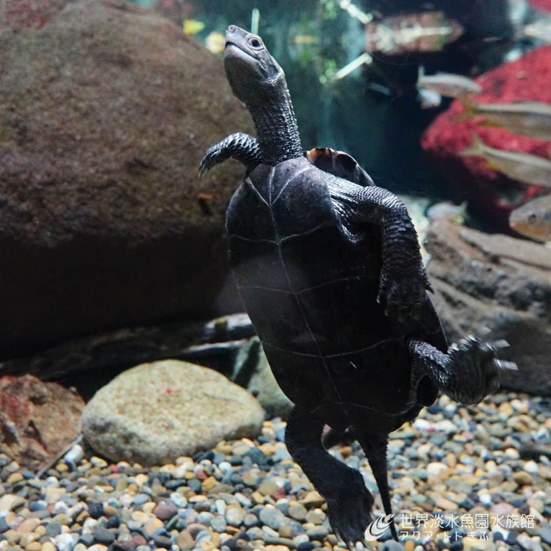 世界淡水魚園水族館 アクア・トト ぎふのインスタグラム