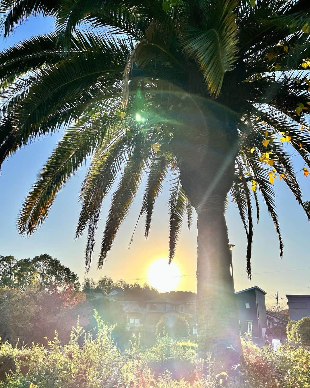 草野春香さんのインスタグラム写真 - (草野春香Instagram)「.  好きな組み合わせ🌞🌴  公園行った帰り道に見れた🫶🏾 私の携帯には夕日の写真もたくさん🎞💞🫧  #sunset #sunsetlovers」11月16日 20時31分 - _haruka030_