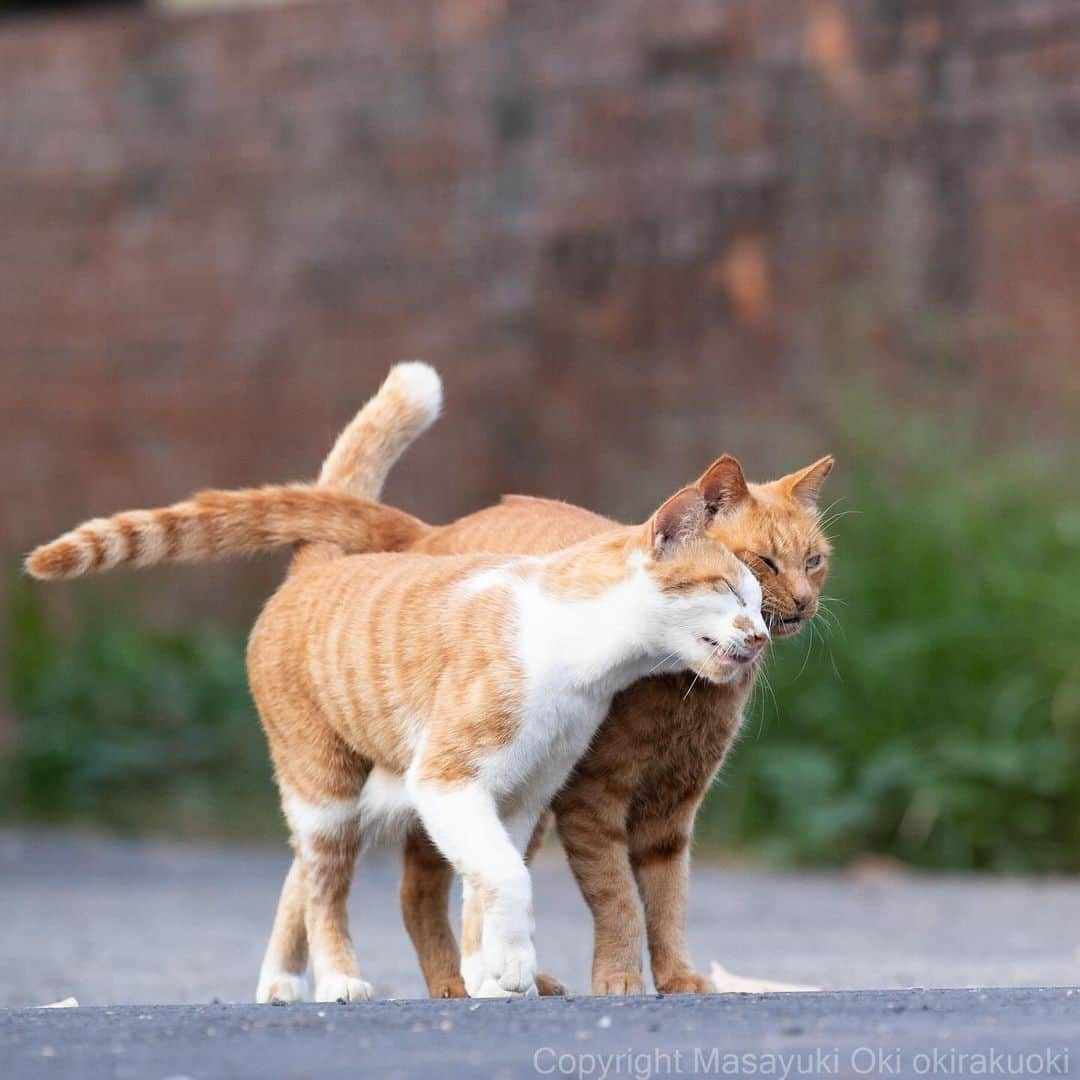 Masayukiのインスタグラム：「ぴったり。  #cat #ねこ #猫 #東京カメラ部 #nekoclub  #yourshotphotographer  #my_eos_photo」