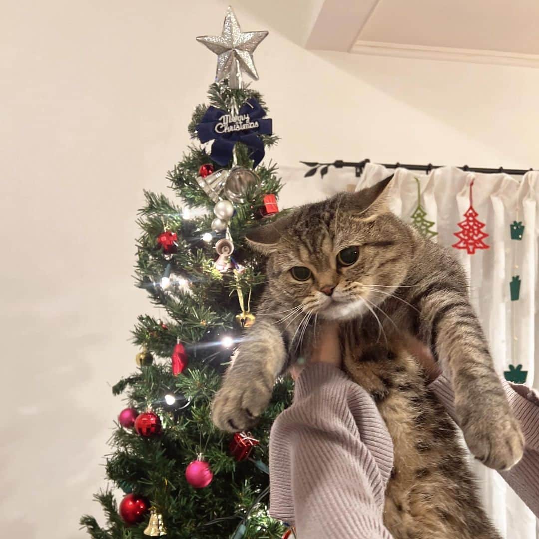 西嶋菜々子さんのインスタグラム写真 - (西嶋菜々子Instagram)「🎅🏼🎄」11月16日 20時44分 - nanako_nishijima