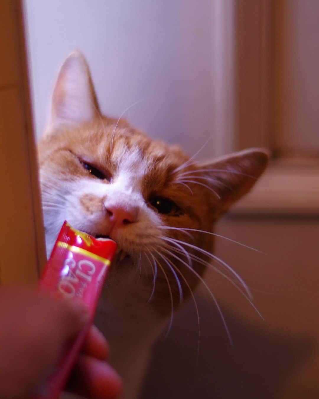 Kachimo Yoshimatsuのインスタグラム：「ちゅーる、おいしいね。  たまらんね。  #うちの猫ら #猫 #ちゃめし #chameshi #ねこ #ニャンスタグラム #にゃんすたぐらむ #ねこのきもち #cat #ネコ #catstagram #ネコ部 http://kachimo.exblog.jp」