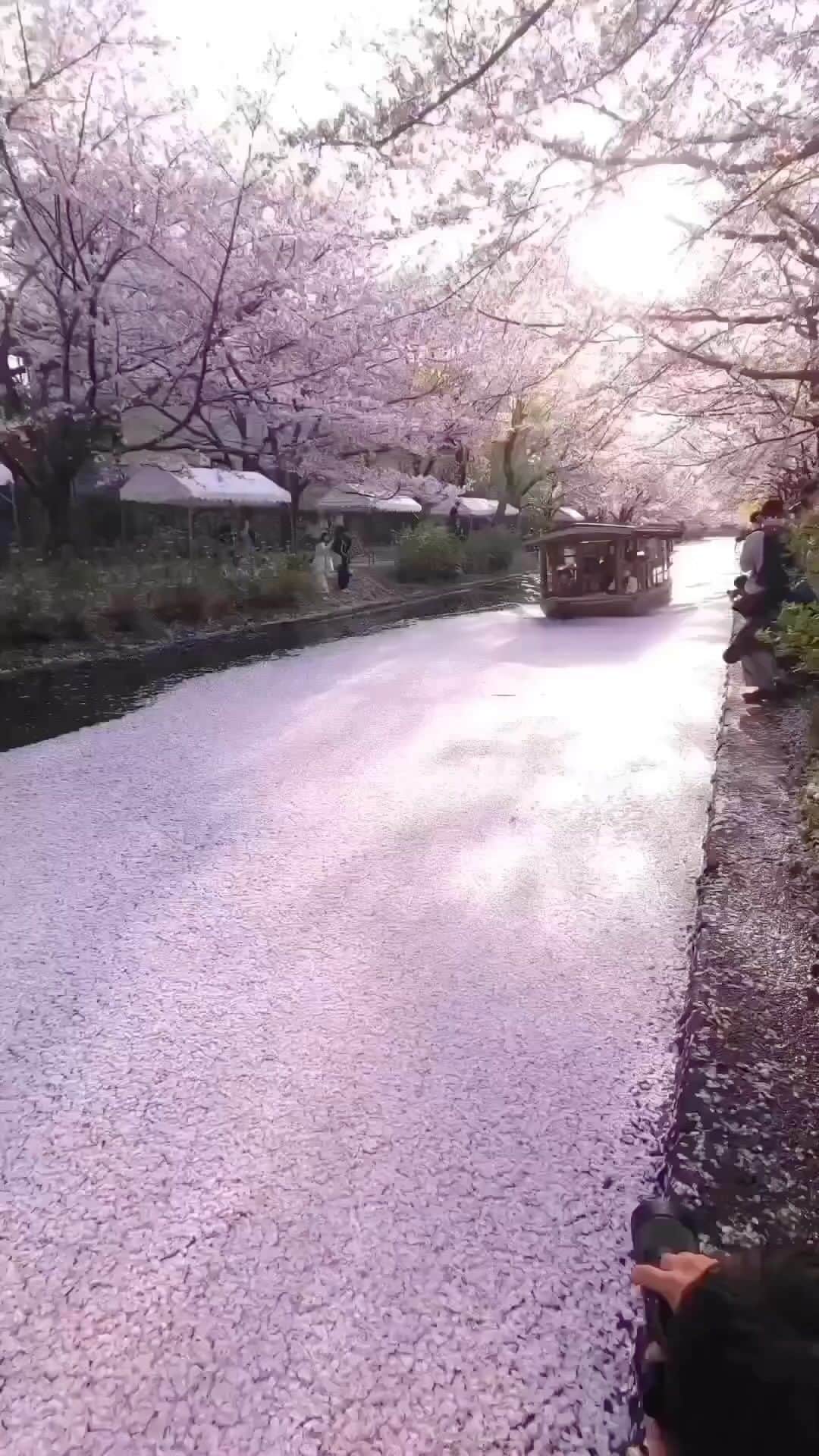 Awesome Wonderful Natureのインスタグラム：「A river of Sakura in Kyoto, Japan during springtime 🌺 It’s magical, isn’t it?  🎥 by @ramumi8 💫  #nature_shooters #travelphotography #naturephotography #naturelovers #nature_perfection #loves_landscape #asianpersuasion #wonderful_places」
