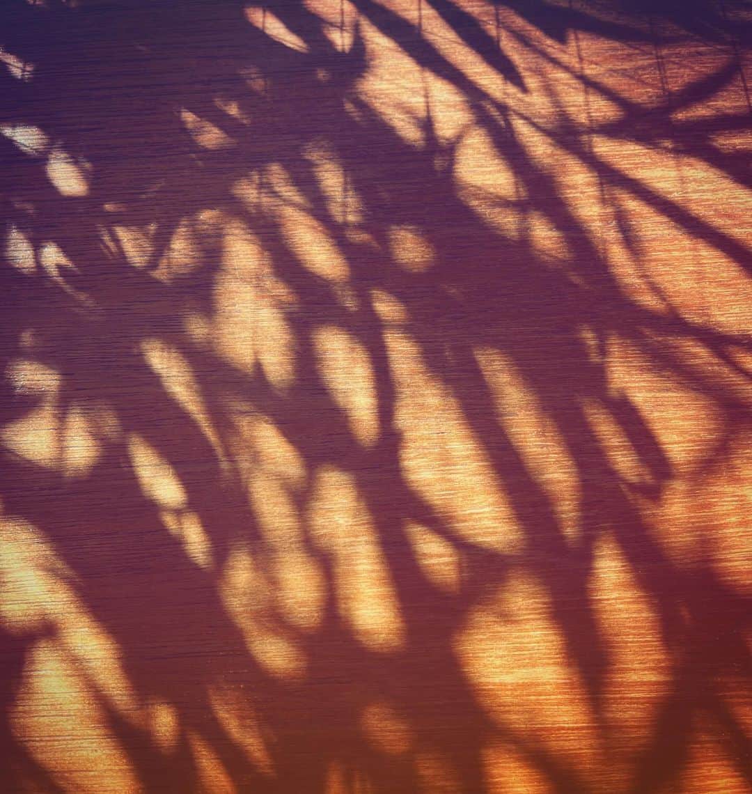 鹿野優以さんのインスタグラム写真 - (鹿野優以Instagram)「秋の日」11月16日 21時02分 - yum.k