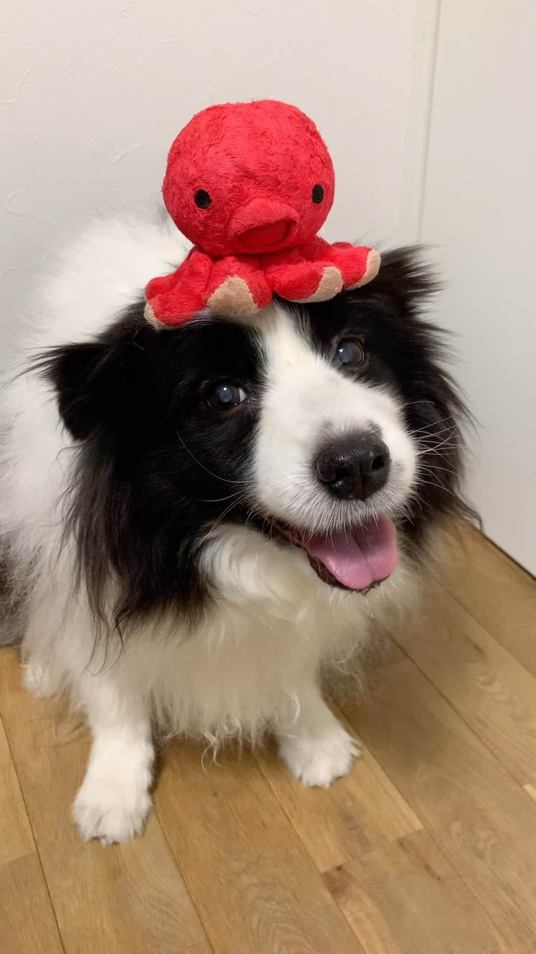 犬バカ部宣伝部長のインスタグラム：「もー🐼❤️可愛くてごめん🤣❤️ ⁡ #犬バカ部 #bordercollie #ボーダーコリー #dog #犬 #白黒 #そら #ふにゃボダ部 #ボダ娘 #可愛くてごめん」