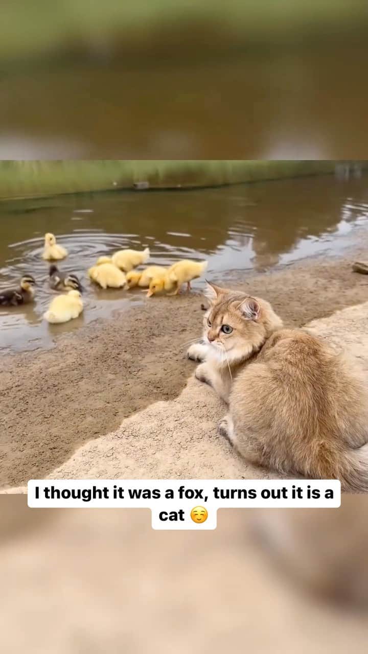 Cute Pets Dogs Catsのインスタグラム：「I thought it was a fox, turns out it is a cat ☺️  Credit: adorable @蝙蝠侠与猫女 | DY ** For all crediting issues and removals pls 𝐄𝐦𝐚𝐢𝐥 𝐮𝐬 ☺️  𝐍𝐨𝐭𝐞: we don’t own this video/pics, all rights go to their respective owners. If owner is not provided, tagged (meaning we couldn’t find who is the owner), 𝐩𝐥𝐬 𝐄𝐦𝐚𝐢𝐥 𝐮𝐬 with 𝐬𝐮𝐛𝐣𝐞𝐜𝐭 “𝐂𝐫𝐞𝐝𝐢𝐭 𝐈𝐬𝐬𝐮𝐞𝐬” and 𝐨𝐰𝐧𝐞𝐫 𝐰𝐢𝐥𝐥 𝐛𝐞 𝐭𝐚𝐠𝐠𝐞𝐝 𝐬𝐡𝐨𝐫𝐭𝐥𝐲 𝐚𝐟𝐭𝐞𝐫.  We have been building this community for over 6 years, but 𝐞𝐯𝐞𝐫𝐲 𝐫𝐞𝐩𝐨𝐫𝐭 𝐜𝐨𝐮𝐥𝐝 𝐠𝐞𝐭 𝐨𝐮𝐫 𝐩𝐚𝐠𝐞 𝐝𝐞𝐥𝐞𝐭𝐞𝐝, pls email us first. **」