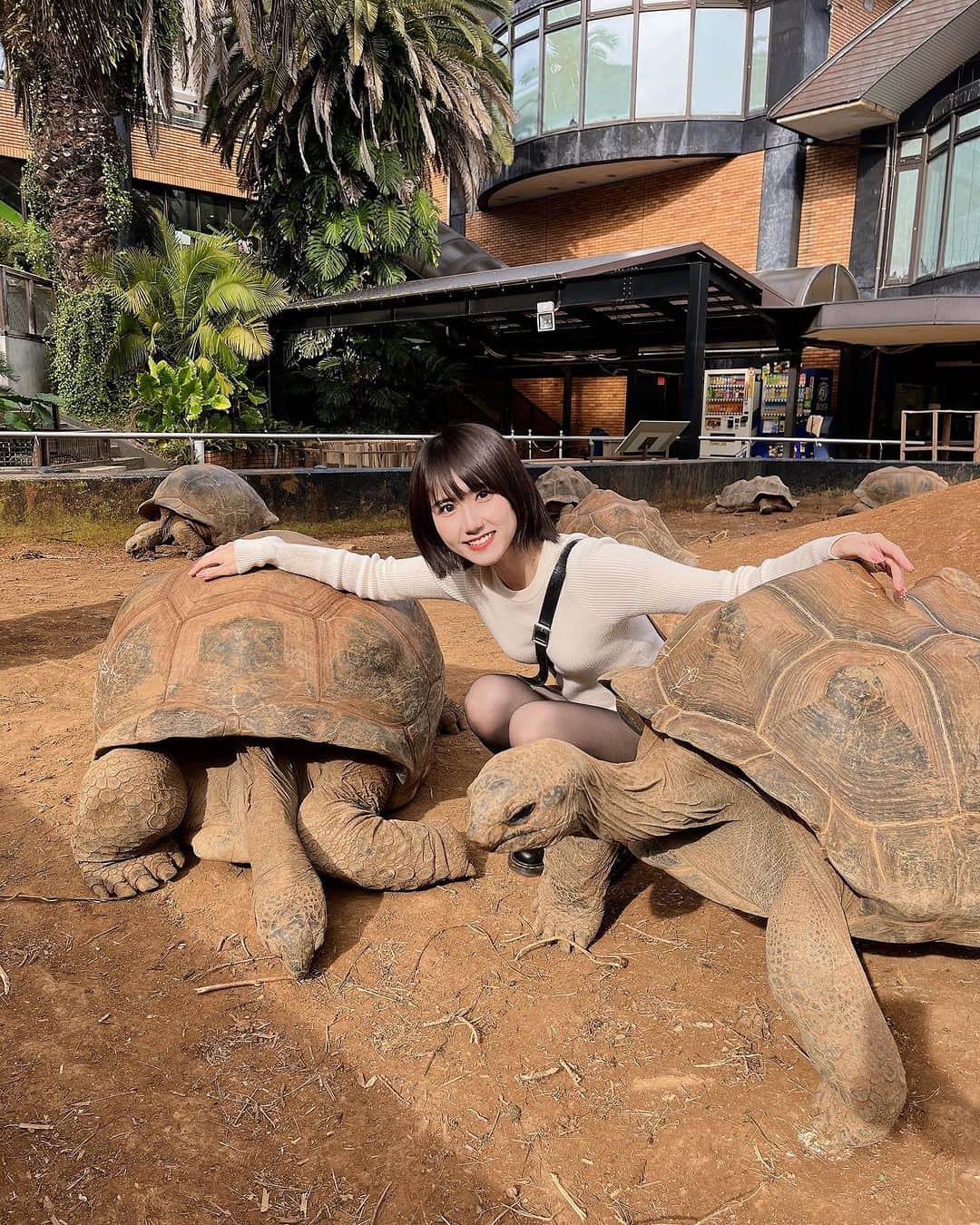 高松雪乃さんのインスタグラム写真 - (高松雪乃Instagram)「iZooに行ってきました❣️  久しぶりに来たiZooは 色々変わっていて、更に 楽しい施設になっていました❗️  みんなにも逢えて嬉しい🐢🐢🐢🐢💓  #iZoo #爬虫類　#ゾウガメ　#tortoiselove」11月16日 21時16分 - yukinotakamatsu