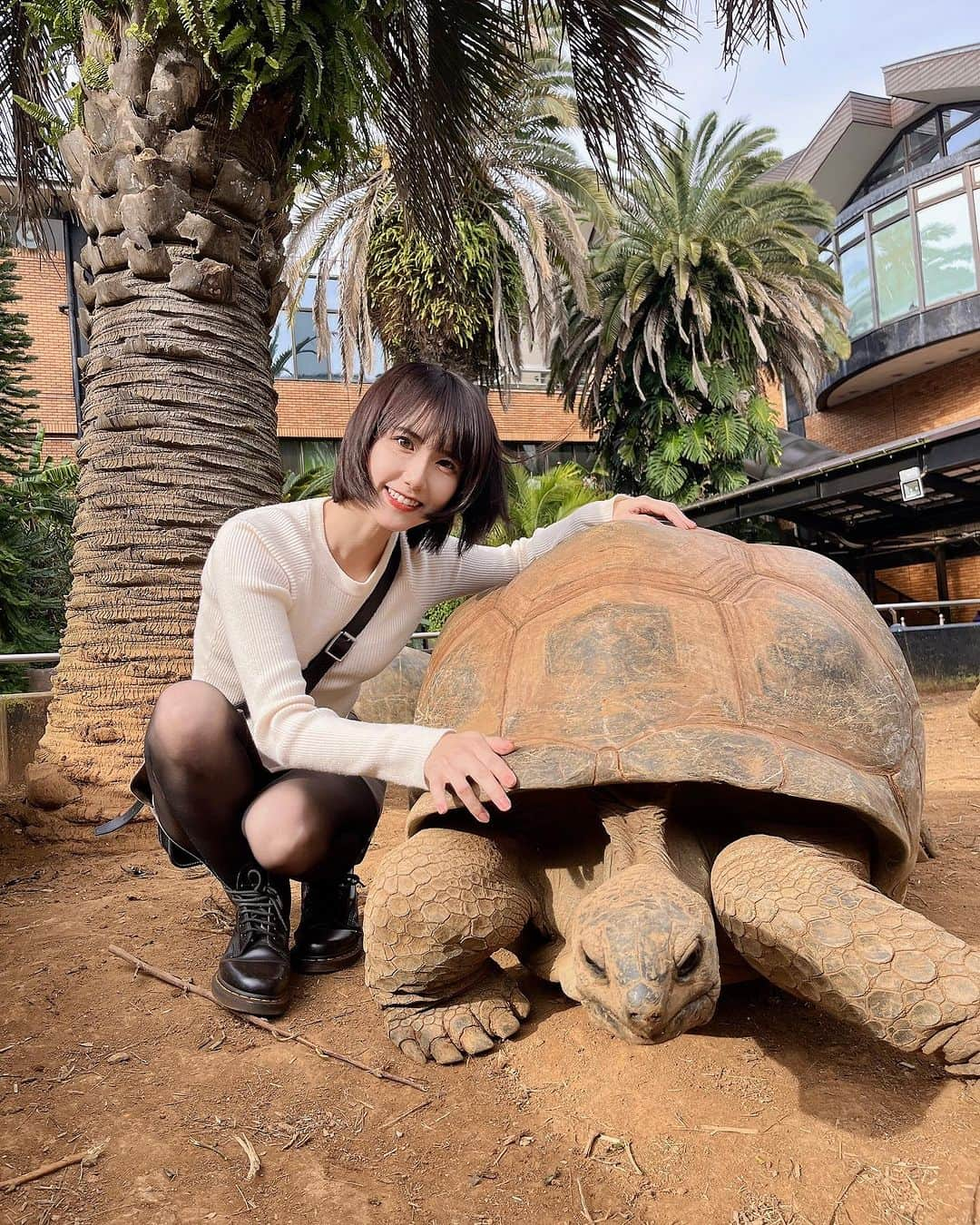 高松雪乃のインスタグラム：「iZooに行ってきました❣️  久しぶりに来たiZooは 色々変わっていて、更に 楽しい施設になっていました❗️  みんなにも逢えて嬉しい🐢🐢🐢🐢💓  #iZoo #爬虫類　#ゾウガメ　#tortoiselove」