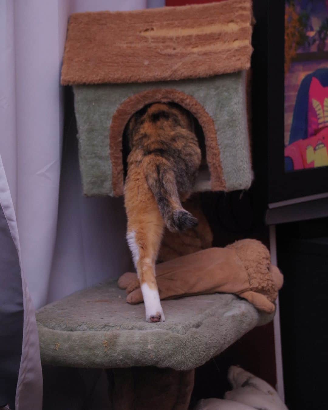 Kachimo Yoshimatsuのインスタグラム：「よっこらしょっと！ 入ります。  #うちの猫ら #猫 #castella #ねこ #ニャンスタグラム #にゃんすたぐらむ #ねこのきもち #cat #ネコ #catstagram #ネコ部 http://kachimo.exblog.jp」