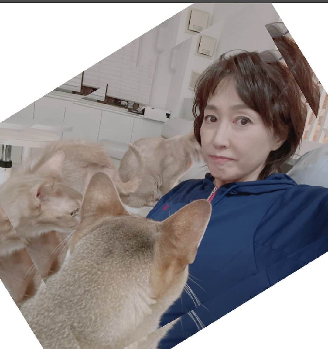 高島礼子さんのインスタグラム写真 - (高島礼子Instagram)「膝の上の取り合い🐈‍⬛ が、毎日の日課 が、毎日の喜び  #猫のいる生活 #小さな幸せ #猫が好き」11月16日 21時26分 - reico.official
