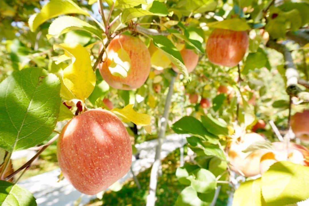 段原瑠々さんのインスタグラム写真 - (段原瑠々Instagram)「🍎  りんご狩りのときのお姉ちゃんカメラ☺️    #juicejuice #段原瑠々」11月16日 21時39分 - ruru_dambara.official