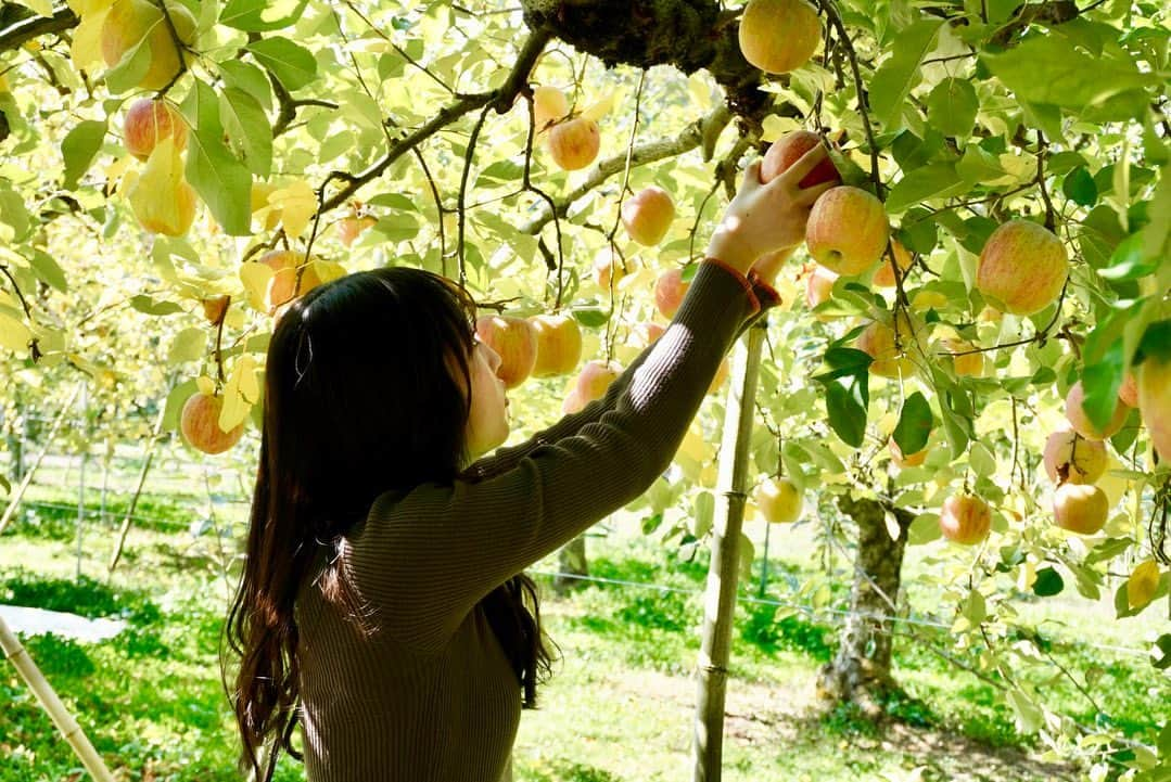 段原瑠々さんのインスタグラム写真 - (段原瑠々Instagram)「🍎  りんご狩りのときのお姉ちゃんカメラ☺️    #juicejuice #段原瑠々」11月16日 21時39分 - ruru_dambara.official