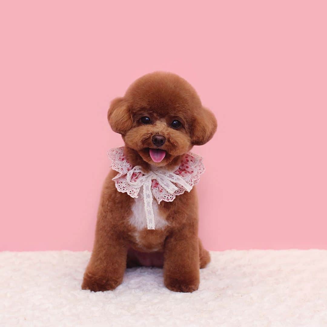애견미용실 그루밍살롱のインスタグラム：「✂︎」