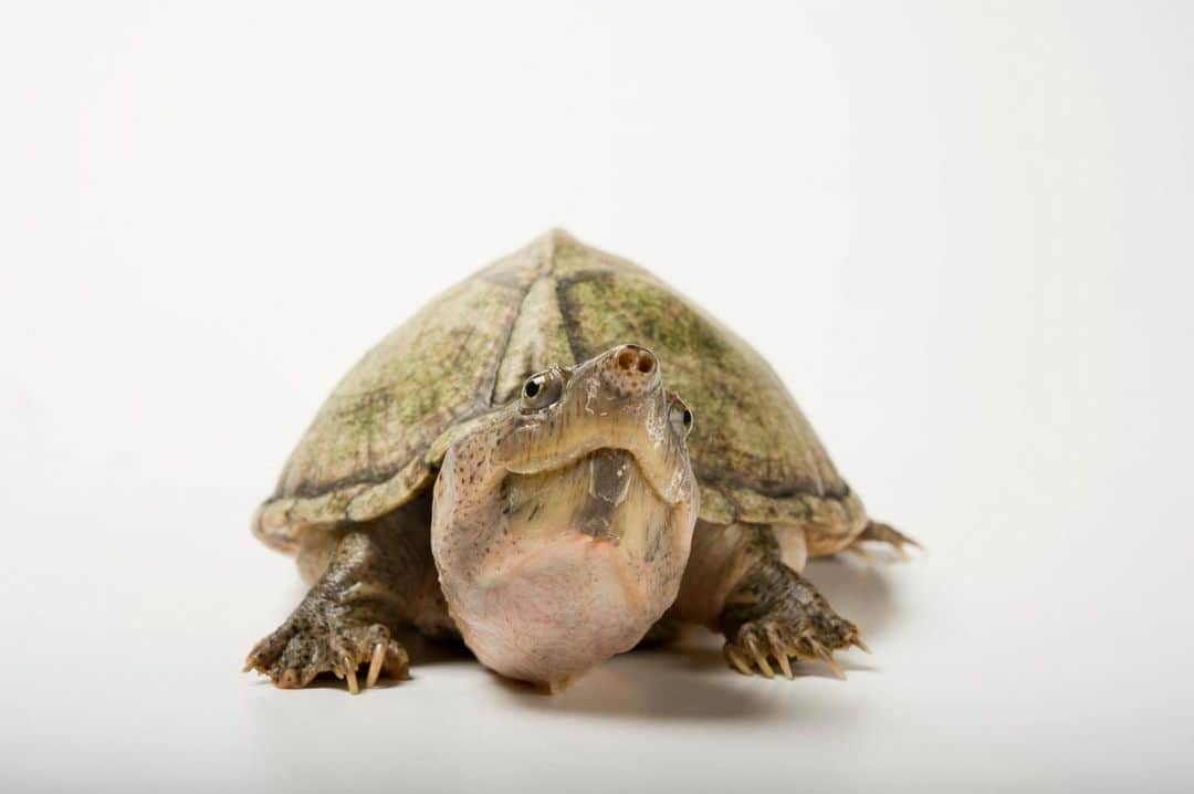 Joel Sartoreのインスタグラム：「If turtles carry their homes on their backs, this razor-back musk turtle opts for a tent - or perhaps an overturned boat. The shell’s high ridge and pitched sides give the turtle a domed, triangular appearance. When threatened, if retreating into its shell does not provide enough protection, this species will release a foul-smelling secretion to further deter predators. Photo taken @tennesseeaquarium.   #turtle #animal #wildlife #photography #animalphotography #wildlifephotography #studioportrait #PhotoArk @insidenatgeo」
