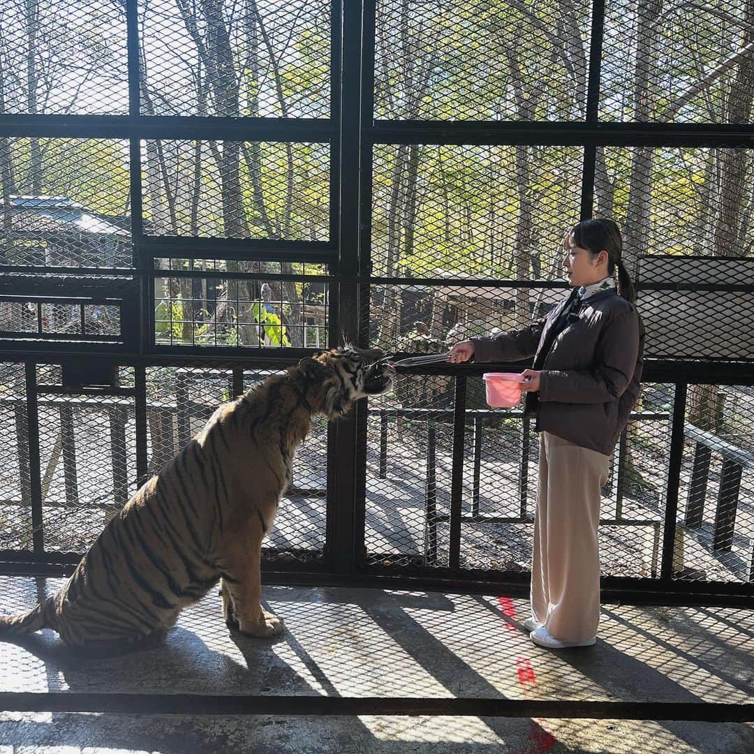 糸永有希のインスタグラム：「コロッケのために北海道へ 🐅🐅🐅 　  #RKK#TBS 系列  #熊本放送#3ch  #水曜だけど土曜の番組  #TVer配信中  それから… みなさんもリッツパーティー お開きになってはいかがかしら♩」