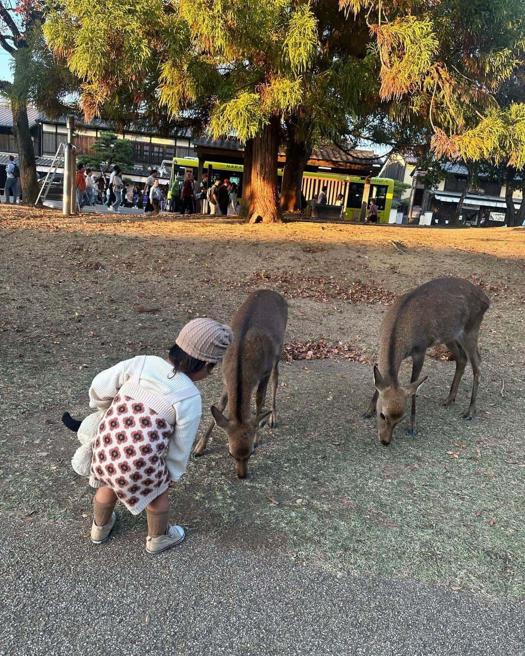 AYAさんのインスタグラム写真 - (AYAInstagram)「_ 動物大好きやから奈良公園の鹿🦌に どうしても会わせてあげたくて、 日没ギリギリやったけど滑り込みで🚗  家の近くの川にたまに降りてきたりするから 赤ちゃんの時からお散歩の時とかたまに見てきたけど こんなに近くで見るのは初めて。  大型犬とかも触れるようになったし きっと怖がらへんやろなと思ったけど 見た瞬間「鹿さーん！」って呼びながら 普通に近づいてよしよしして触ってたし 普通に餌あげてて ほんまに爆笑した😂😂😂  歩いていく🦌をゆっくり後ろから 見守るように着いて行ってみたり 鹿が食べようとして落としたどんぐりを 「落としたよ〜」って拾って 食べさせてあげたり、 優しくて接することが出来ていて感動しました🥺  私も動物大好きやから、 動物好きに育ってくれて本当に嬉しい🌼  次はもっとゆっくり行こうね。  動物は大丈夫やのに喋りかけりる 観光の方には人見知りしていた詩珠でした🤫  #詩珠diary」11月16日 21時43分 - a.y.hana_12o6