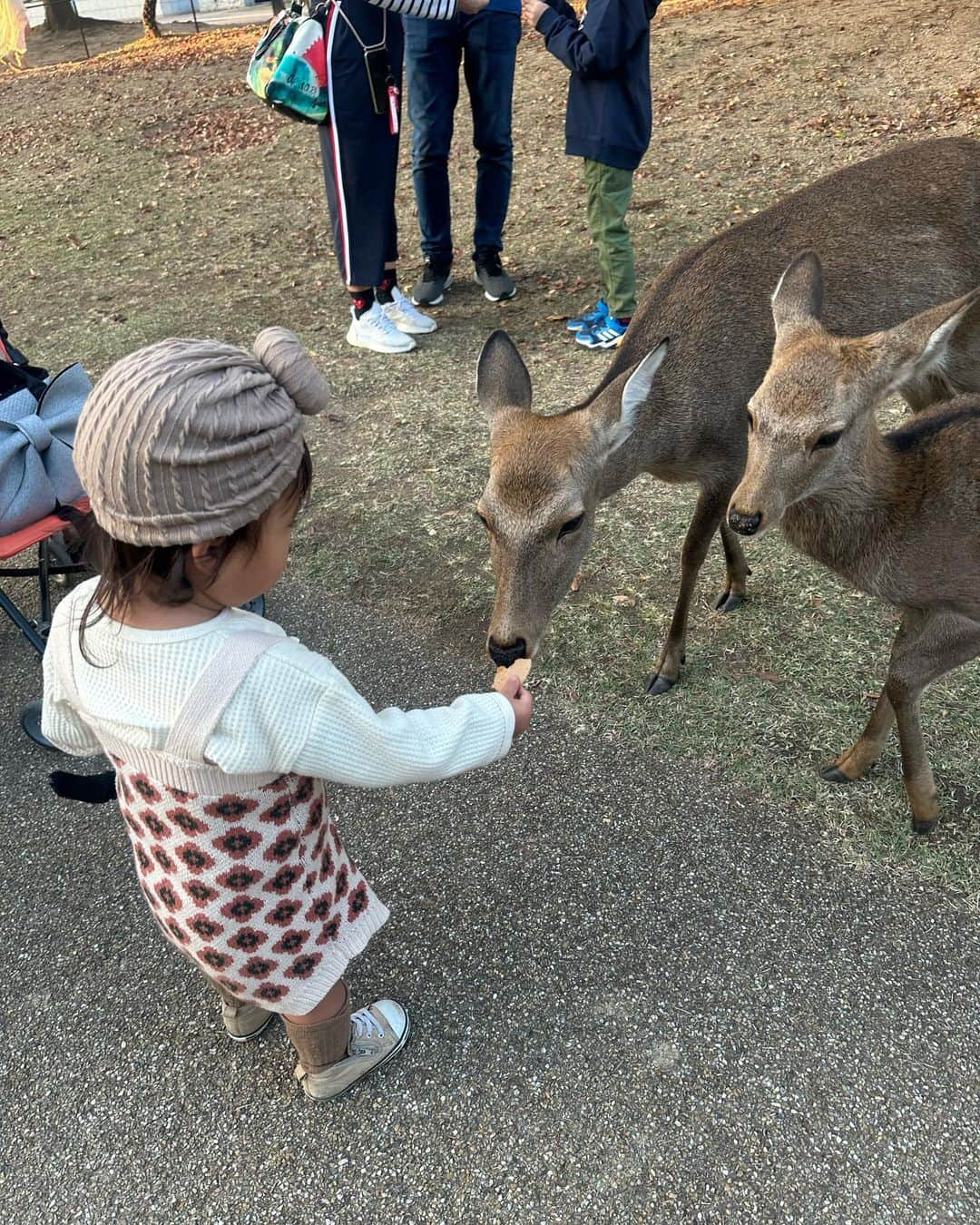 AYAさんのインスタグラム写真 - (AYAInstagram)「_ 動物大好きやから奈良公園の鹿🦌に どうしても会わせてあげたくて、 日没ギリギリやったけど滑り込みで🚗  家の近くの川にたまに降りてきたりするから 赤ちゃんの時からお散歩の時とかたまに見てきたけど こんなに近くで見るのは初めて。  大型犬とかも触れるようになったし きっと怖がらへんやろなと思ったけど 見た瞬間「鹿さーん！」って呼びながら 普通に近づいてよしよしして触ってたし 普通に餌あげてて ほんまに爆笑した😂😂😂  歩いていく🦌をゆっくり後ろから 見守るように着いて行ってみたり 鹿が食べようとして落としたどんぐりを 「落としたよ〜」って拾って 食べさせてあげたり、 優しくて接することが出来ていて感動しました🥺  私も動物大好きやから、 動物好きに育ってくれて本当に嬉しい🌼  次はもっとゆっくり行こうね。  動物は大丈夫やのに喋りかけりる 観光の方には人見知りしていた詩珠でした🤫  #詩珠diary」11月16日 21時43分 - a.y.hana_12o6