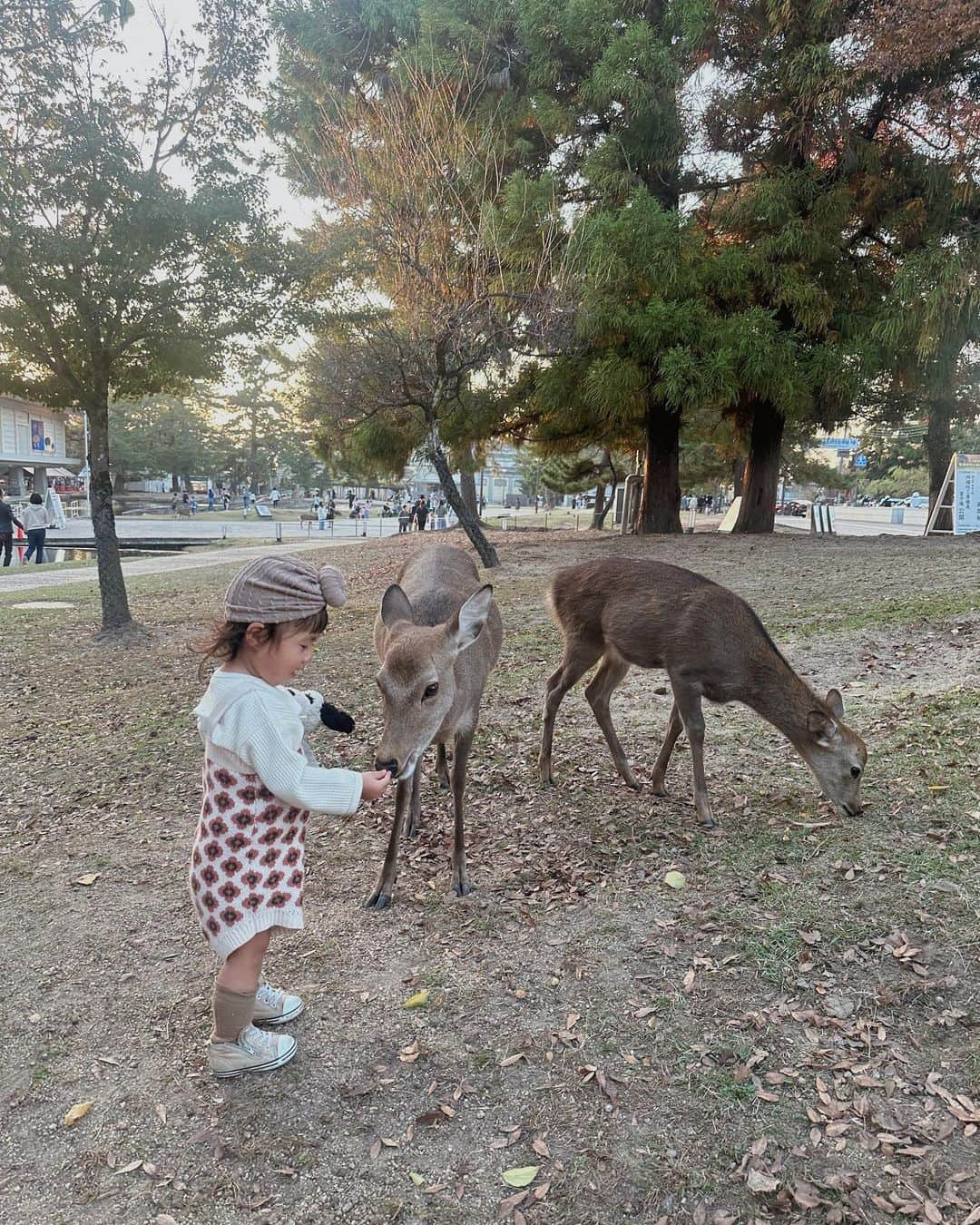 AYAさんのインスタグラム写真 - (AYAInstagram)「_ 動物大好きやから奈良公園の鹿🦌に どうしても会わせてあげたくて、 日没ギリギリやったけど滑り込みで🚗  家の近くの川にたまに降りてきたりするから 赤ちゃんの時からお散歩の時とかたまに見てきたけど こんなに近くで見るのは初めて。  大型犬とかも触れるようになったし きっと怖がらへんやろなと思ったけど 見た瞬間「鹿さーん！」って呼びながら 普通に近づいてよしよしして触ってたし 普通に餌あげてて ほんまに爆笑した😂😂😂  歩いていく🦌をゆっくり後ろから 見守るように着いて行ってみたり 鹿が食べようとして落としたどんぐりを 「落としたよ〜」って拾って 食べさせてあげたり、 優しくて接することが出来ていて感動しました🥺  私も動物大好きやから、 動物好きに育ってくれて本当に嬉しい🌼  次はもっとゆっくり行こうね。  動物は大丈夫やのに喋りかけりる 観光の方には人見知りしていた詩珠でした🤫  #詩珠diary」11月16日 21時43分 - a.y.hana_12o6